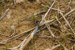 Orthetrum brunneum