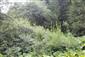 Horské vodné toky a ich drevinová vegetácia so Salix eleagnos (31.7.2023)