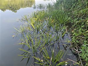 Stratiotes na ploche.