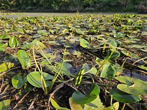 Detail biotopu na TML.