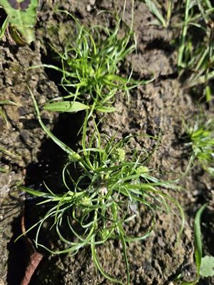 Dichostylis