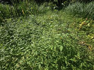 Detail biotopu na TML - oproti roku 2015, keď prevládali druhy rodu Persicaria sp., prevládajú druhy rodu Bidens.