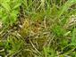 Sphagnum contortum