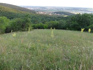 TML_SagaPedo_011_2