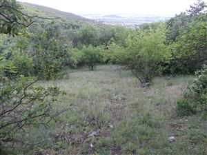 TML_SagaPedo_011_3