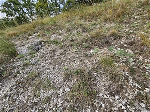 Plocha s výskytom biotopu Pi5, v mozaike s Tr5.