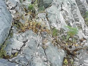 Biotop na TML, veľmi početný druh je Sedum album.