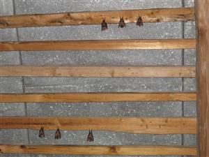 pohľad na časť kolónie podkovára malého