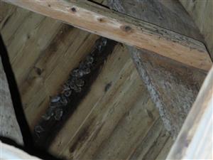 pohľad na časť kolónie Myotis myotis
