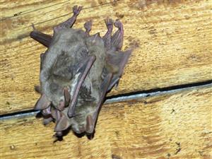 Myotis myotis