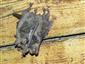 Myotis myotis