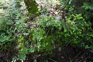leucobryum glaucum