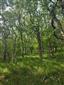 Teplomilné panónske dubové lesy (14.6.2023)