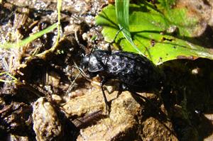 imágo Carabus variolosus