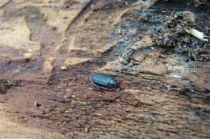 imágo Ostoma feruginea
