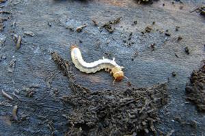 larva necieľového druhu