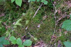Detail Leucobryum