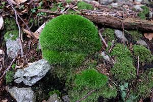 Detail Leucobryum