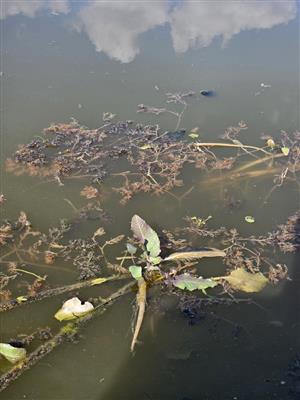 Rorippa amphibia na TML.