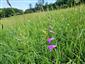 Gladiolus imbricatus na TML.