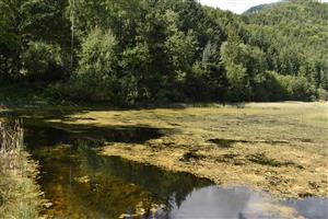 Pohľad na dominujúce porasty s druhom Potamogeton natans, v pozadí s Equisetum fluviatile a čiastočne otvorenú vodnú hladinu bez makrofytov.
