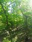 Teplomilné panónske dubové lesy (19.5.2022)