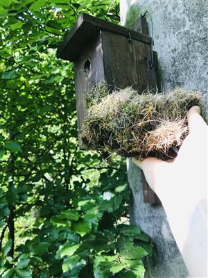 Hniezdo Parus major predované 
