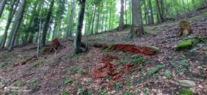 interier TML_BuxbViri_212