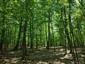 Karpatské a panónske dubovo-hrabové lesy (1.6.2023)