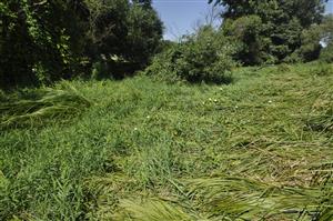 Carex buekii