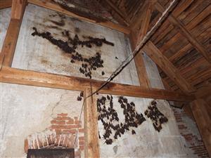 časť kolónie Myotis myotis