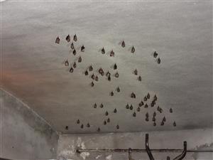 časť kolónie Rhinolophus hipposideros