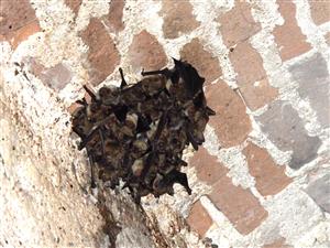 kolónia Myotis myotis