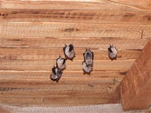 časť kolónie Rhinolophus hipposideros
