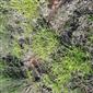 rozdupané miesta s Cyperus fuscus