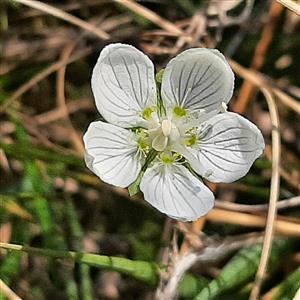 Parnassia palustris, kvet