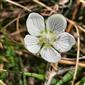 Parnassia palustris, kvet