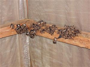 časť kolónie Myotis myotis