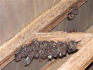 časť kolónie Myotis myotis