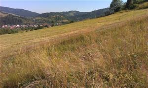 Pohľad na lokalitu a porast