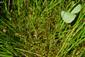 Hamatocaulis vernicosus
