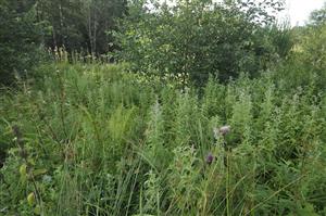 Vysokobylinný porast s Mentha longifolia, Juncus inflexus a nálet krovín