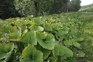 Porast Petasites hybridus