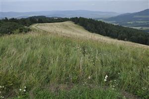 V nekosených porastoch sa šíri Calamagrostis epigejos