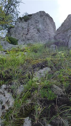 Výskyt jedincov Daphne arbuscula na skalnej ihle