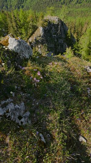 Časť TML s jedincami Daphne arbuscula