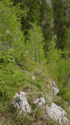 Časť TML (biotop) s výskytom jedincov Daphne arbuscula