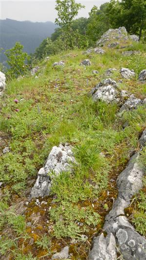 Časť TML s biotopom druhu Pulsatilla slavica (v biotope Al3)