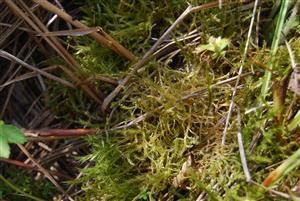 Hamatocaulis vernicosus