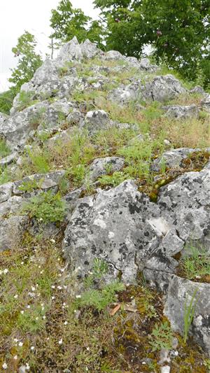 Časť TML s biotopom druhu Pulsatilla subslavica (v biotope Al3)